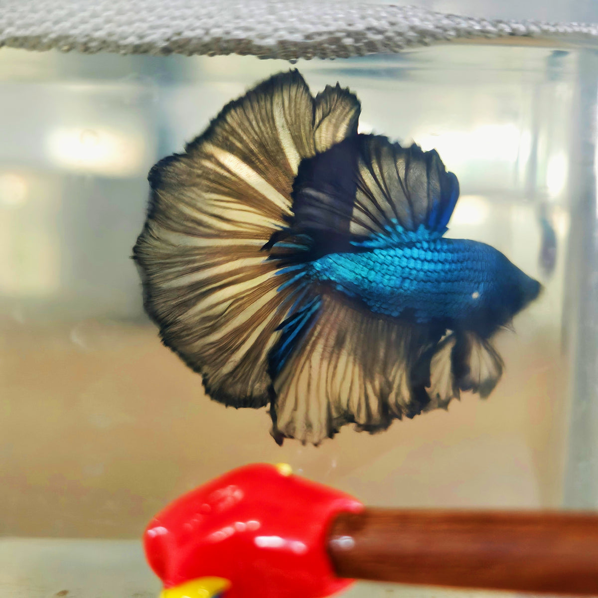 DARK COLOR SPECIAL TAIL HALFMOON BETTA 260925 premium Betta Fish