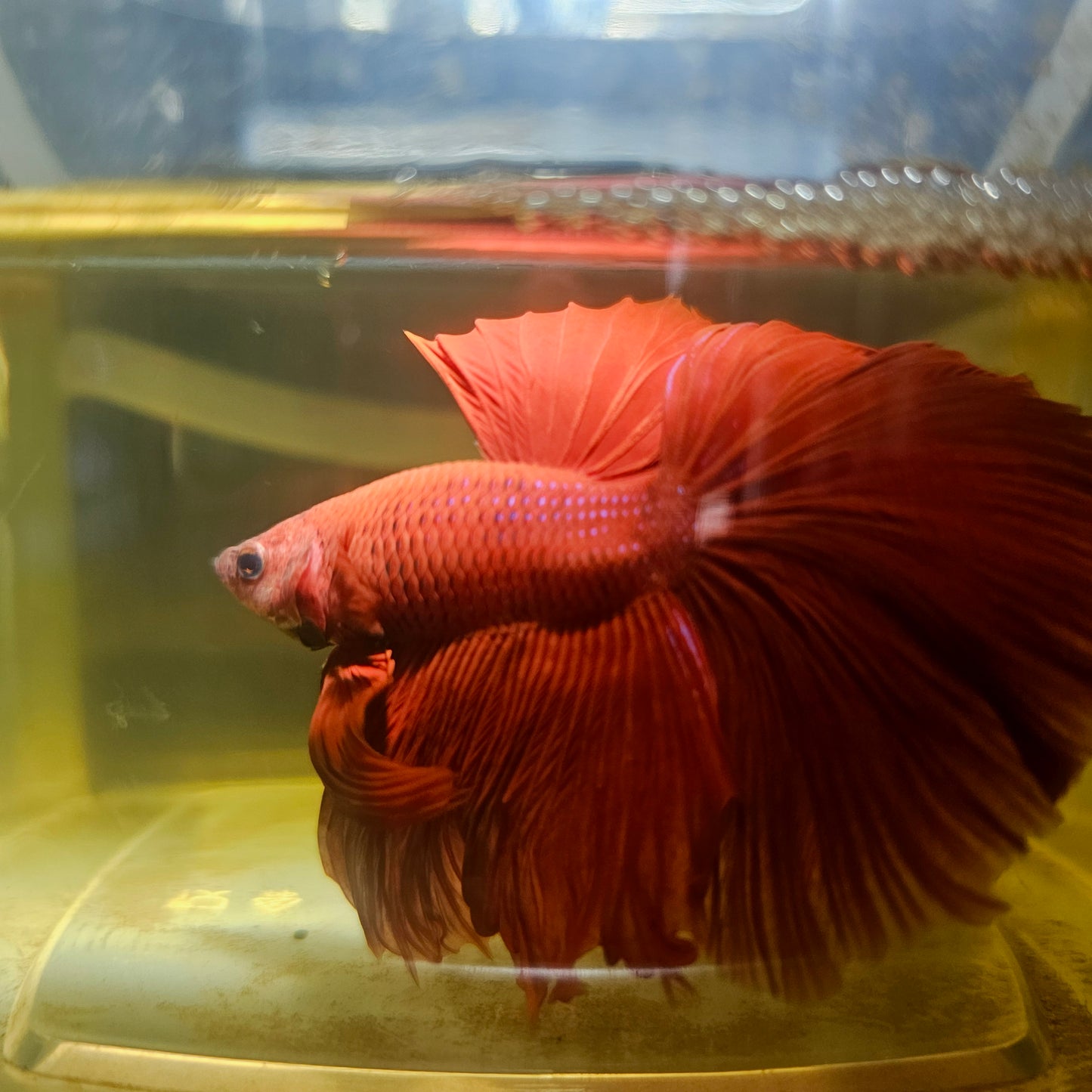 Giant Full Red Rosetail Halfmoon Betta(OHM) 2605A17
