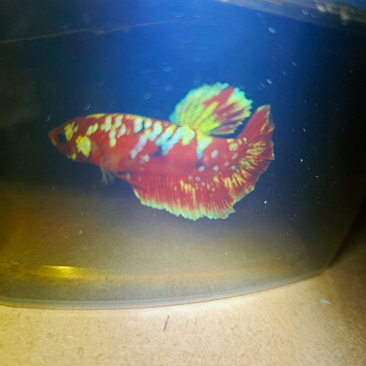 BARONGSAI BETTA 260489