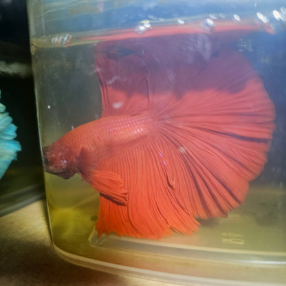 Giant Full Red Rosetail Halfmoon Betta(OHM)2605A33