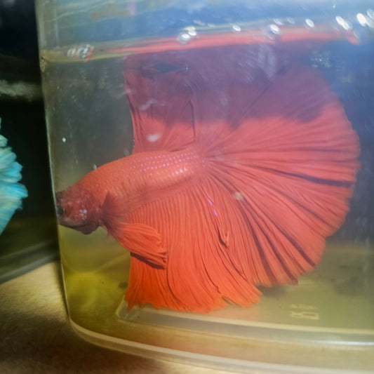 Giant Full Red Rosetail Halfmoon Betta(OHM)2605A33