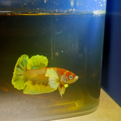 CANDY DUMBO BETTA 260457