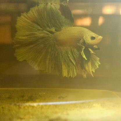 Light Color Dumbo Rosetail Halfmoon Betta(OHM) 2605A08