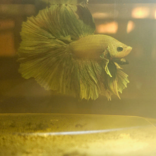 Light Color Dumbo Rosetail Halfmoon Betta(OHM) 2605A08
