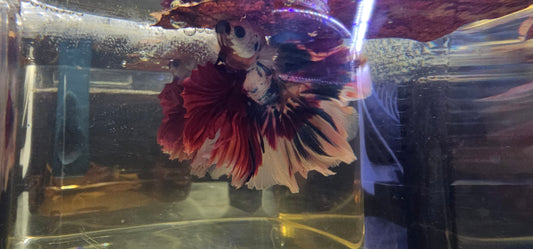 ROSE TAIL BIANCO CANDY HALFMOON (OHM) 0607