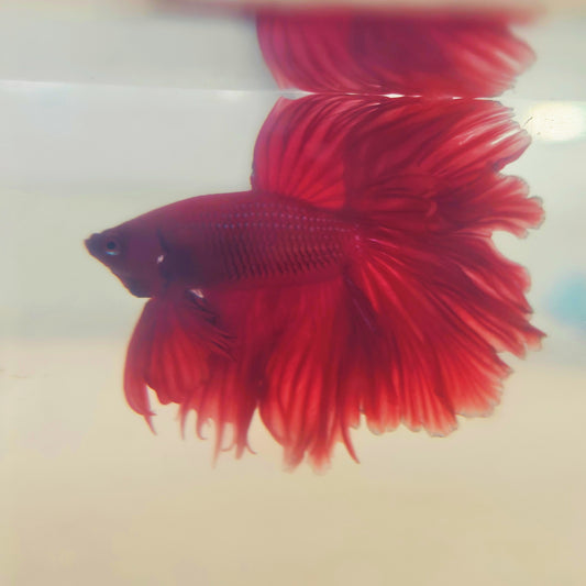 SOLID COLOR SPECIAL TAIL HALFMOON BETTA 260935 premium Betta Fish