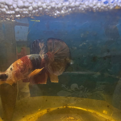 FULL COLOR CANDY GALAXY HMPK/满色星河糖果251163