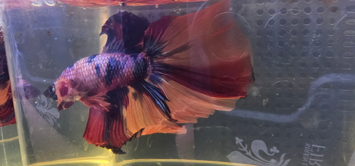 CANDY HALFMOON (OHM)0606
