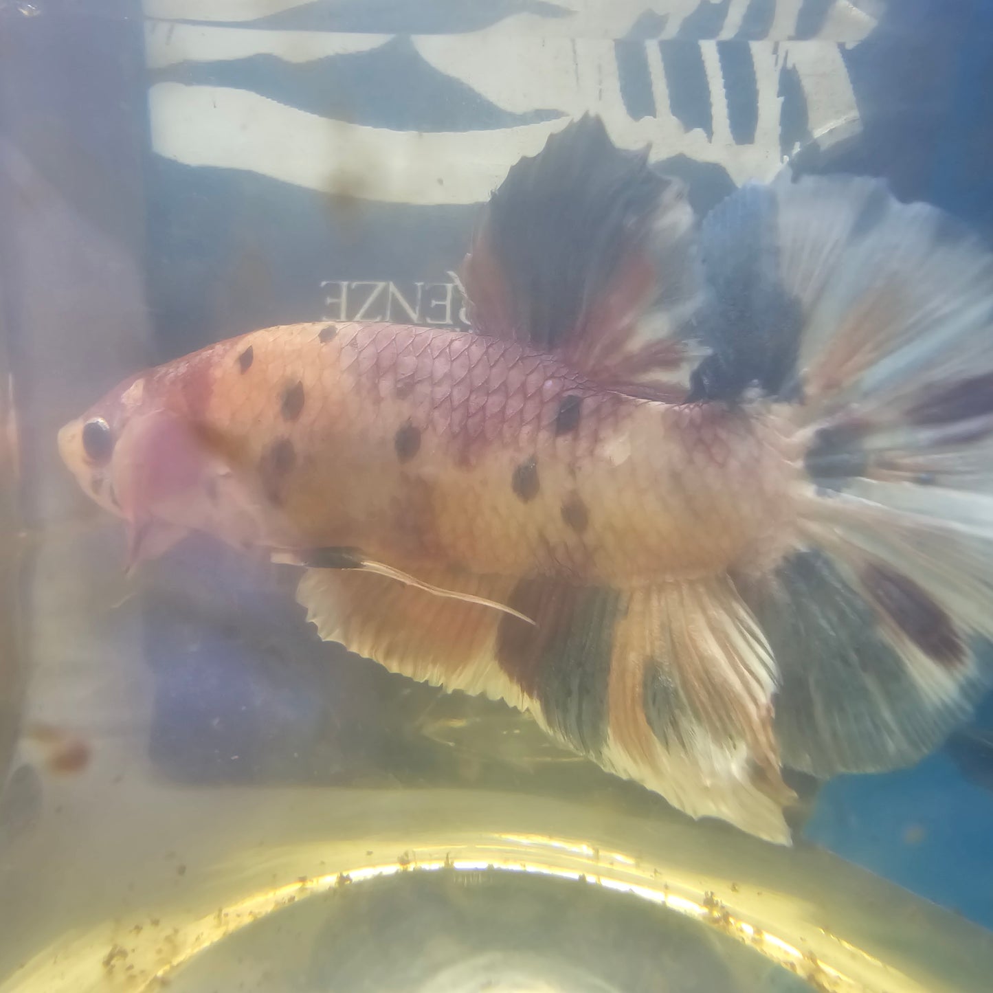 CANDY GIANT 7+/8CM 糖果巨斗将军251236