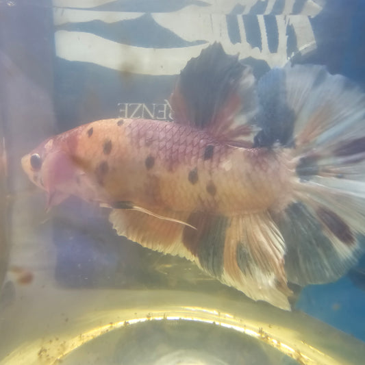 CANDY GIANT 7+/8CM 糖果巨斗将军251236