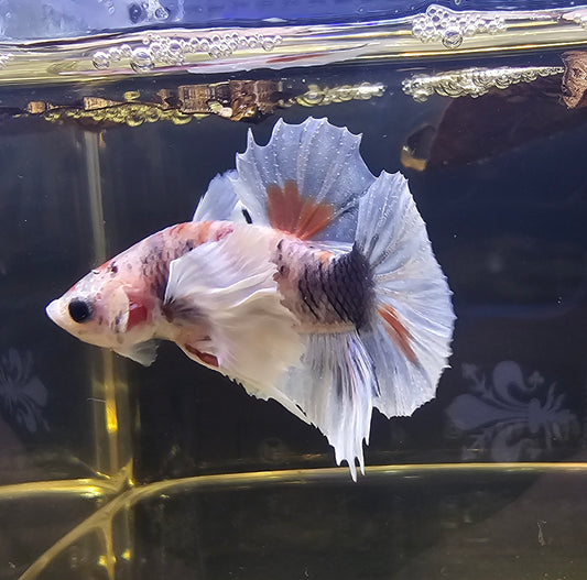 DUMBO MULTICOLOR PK 0502