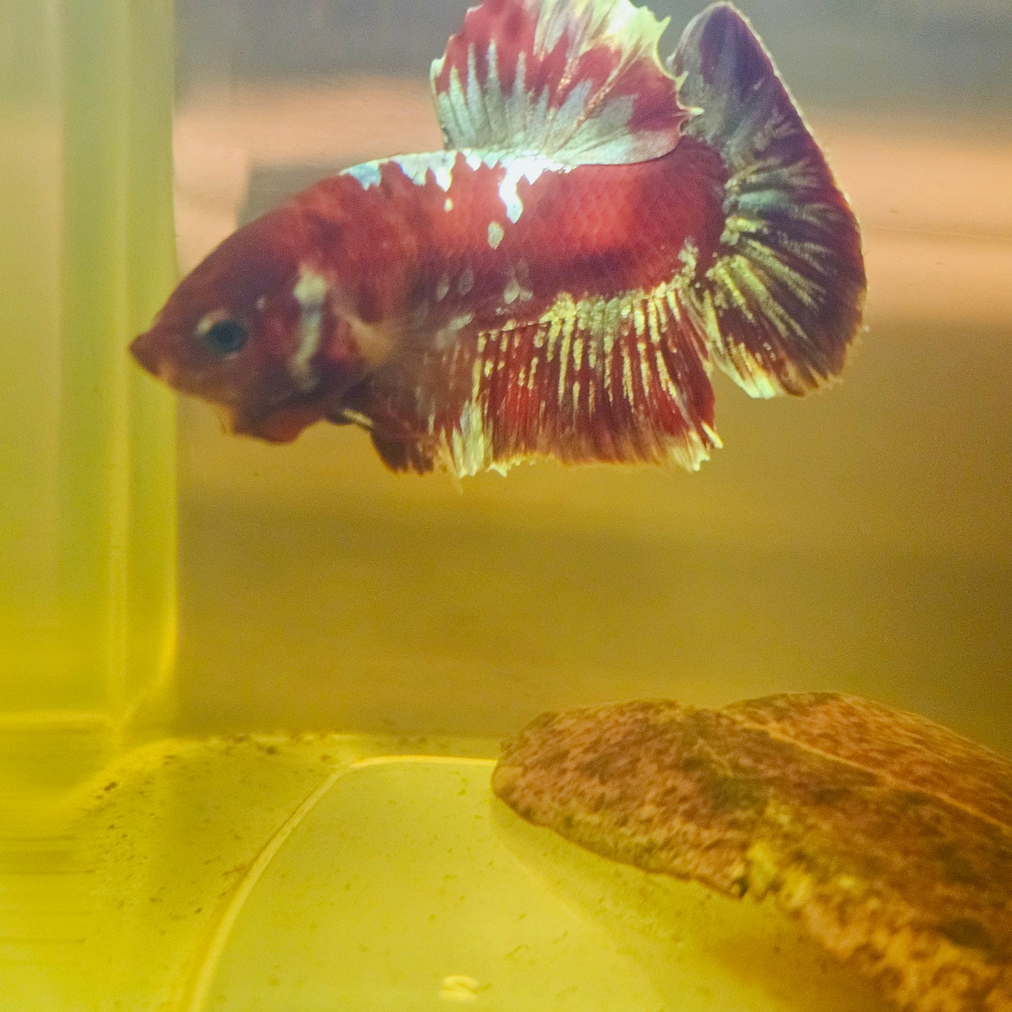 BARONGSAI BETTA 260466
