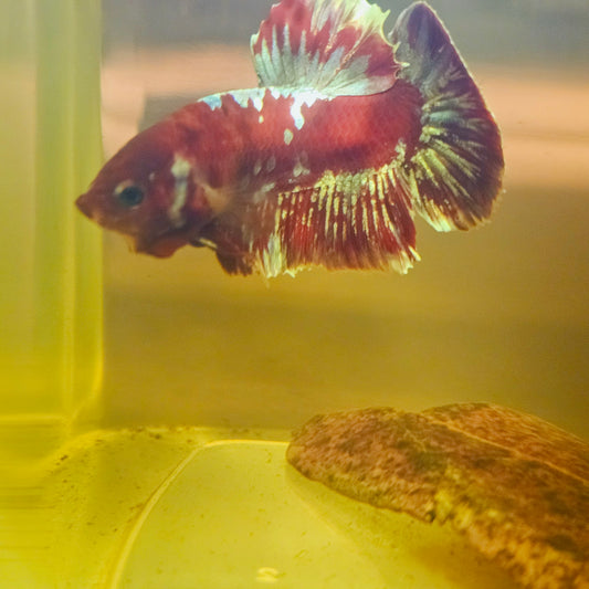 BARONGSAI BETTA 260466