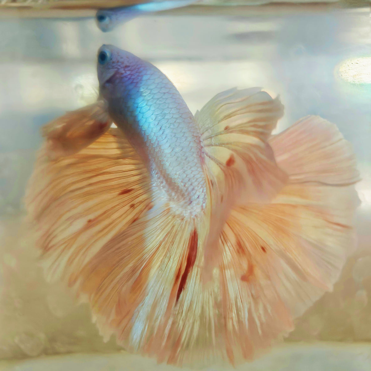 LIGHT COLOR OHM TAIL HALFMOON BETTA 260908