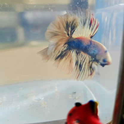 LIGHT COLOR SPECIAL TAIL HALFMOON BETTA 260927