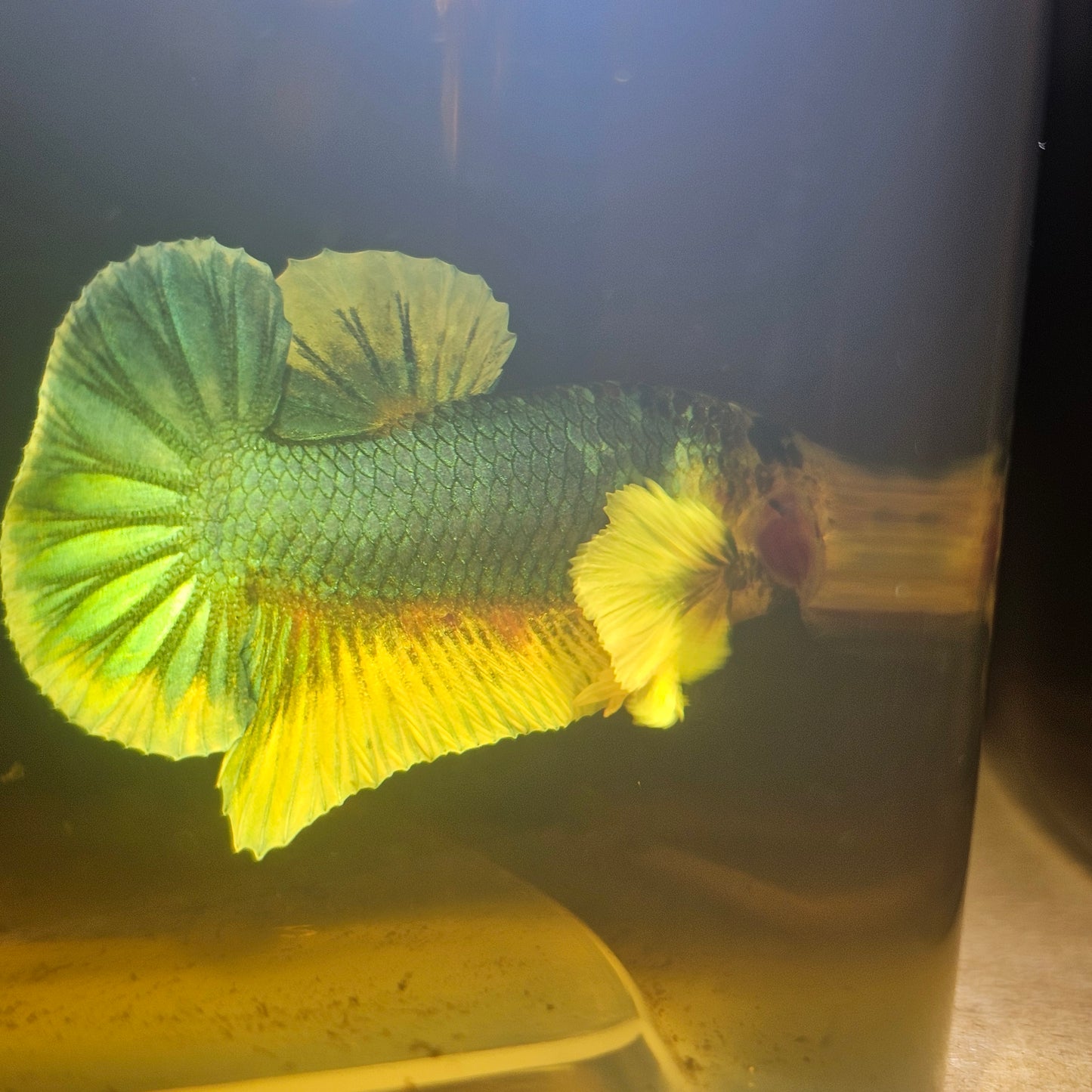 CANDY DUMBO BETTA 260415