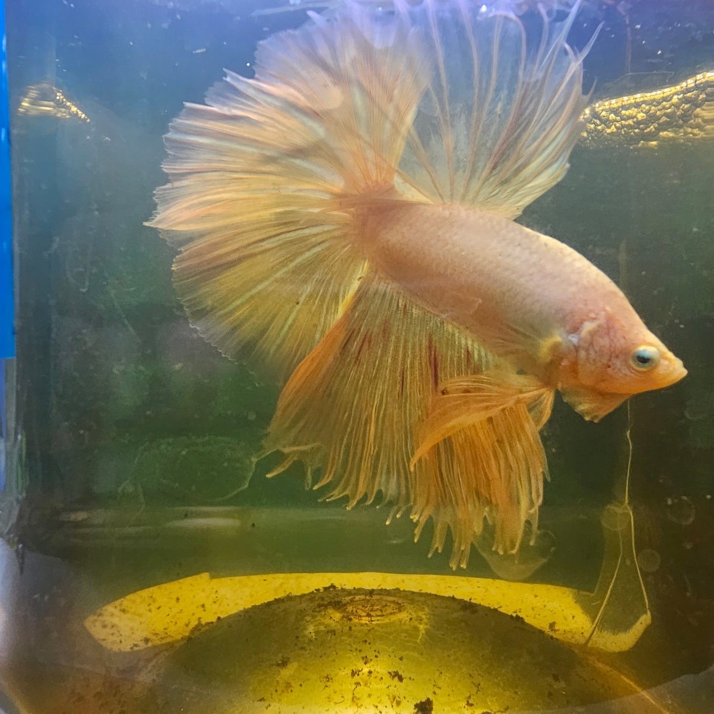 PINK WHITE HALFMOON/粉白OHM半月251293