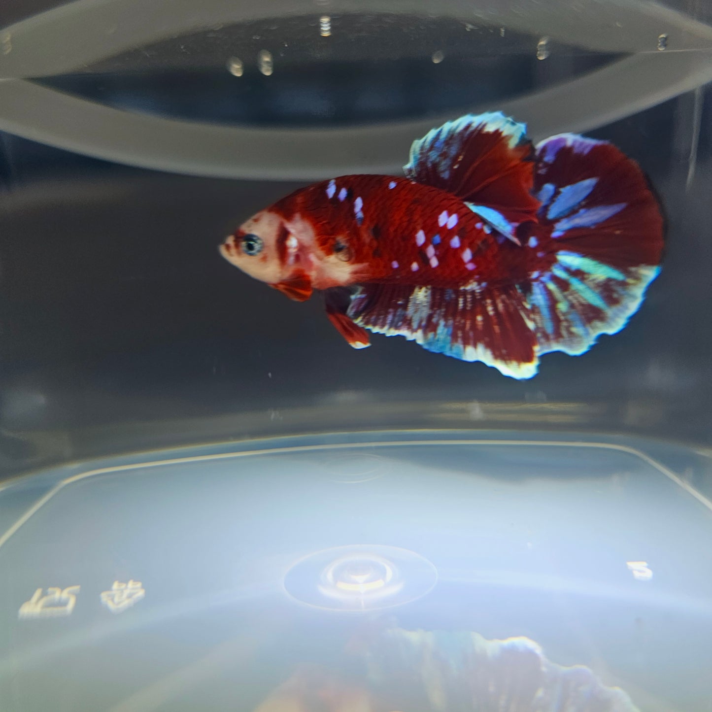 BARONGSAI BETTA 260483