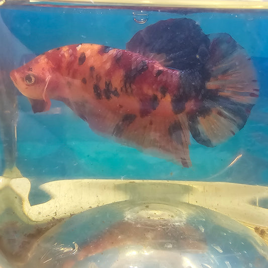 CANDY GIANT 7+/8CM 糖果巨斗将军251275