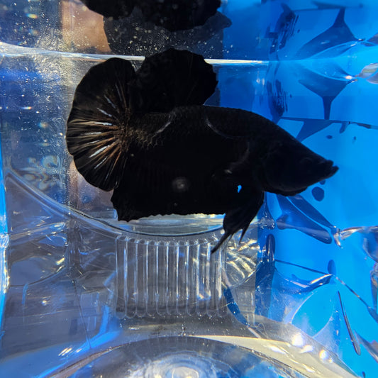 SUPER BLACK HMPK (L) 250989