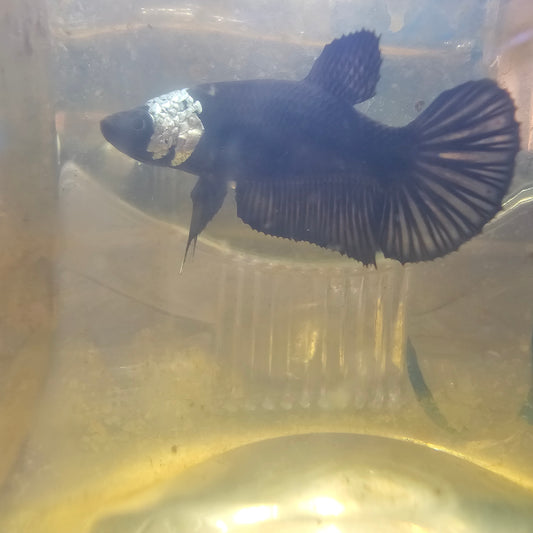 MASK BLACK SAMURAI (BREEDING GRADE）/种母级面具黑武士251132