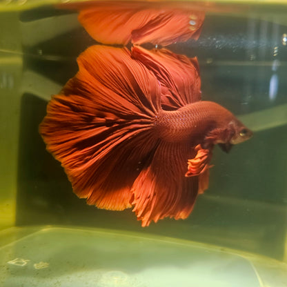Giant Full Red Rosetail Halfmoon Betta(OHM) 2605A26