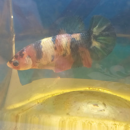 FULL COLOR WHITE CANDY (BREEDING GRADE）/满色白糖果种母251152