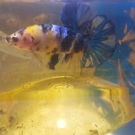 FULL COLOR YELLOW CANDY CANDY GALAXY HMPK/满色黄糖果星河251135