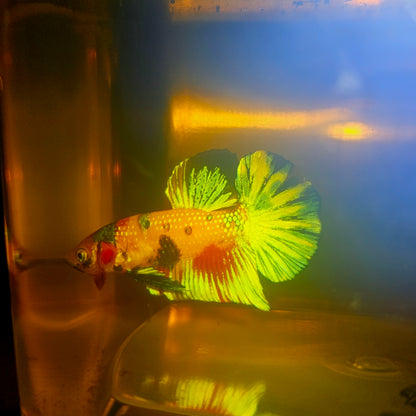 METALIC CANDY BETTA 260406