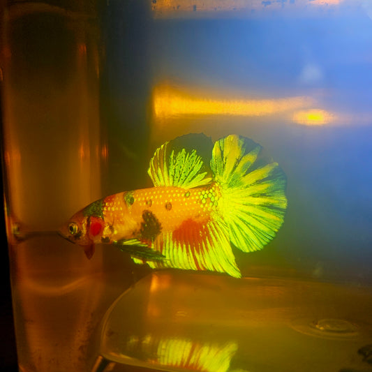 METALIC CANDY BETTA 260406