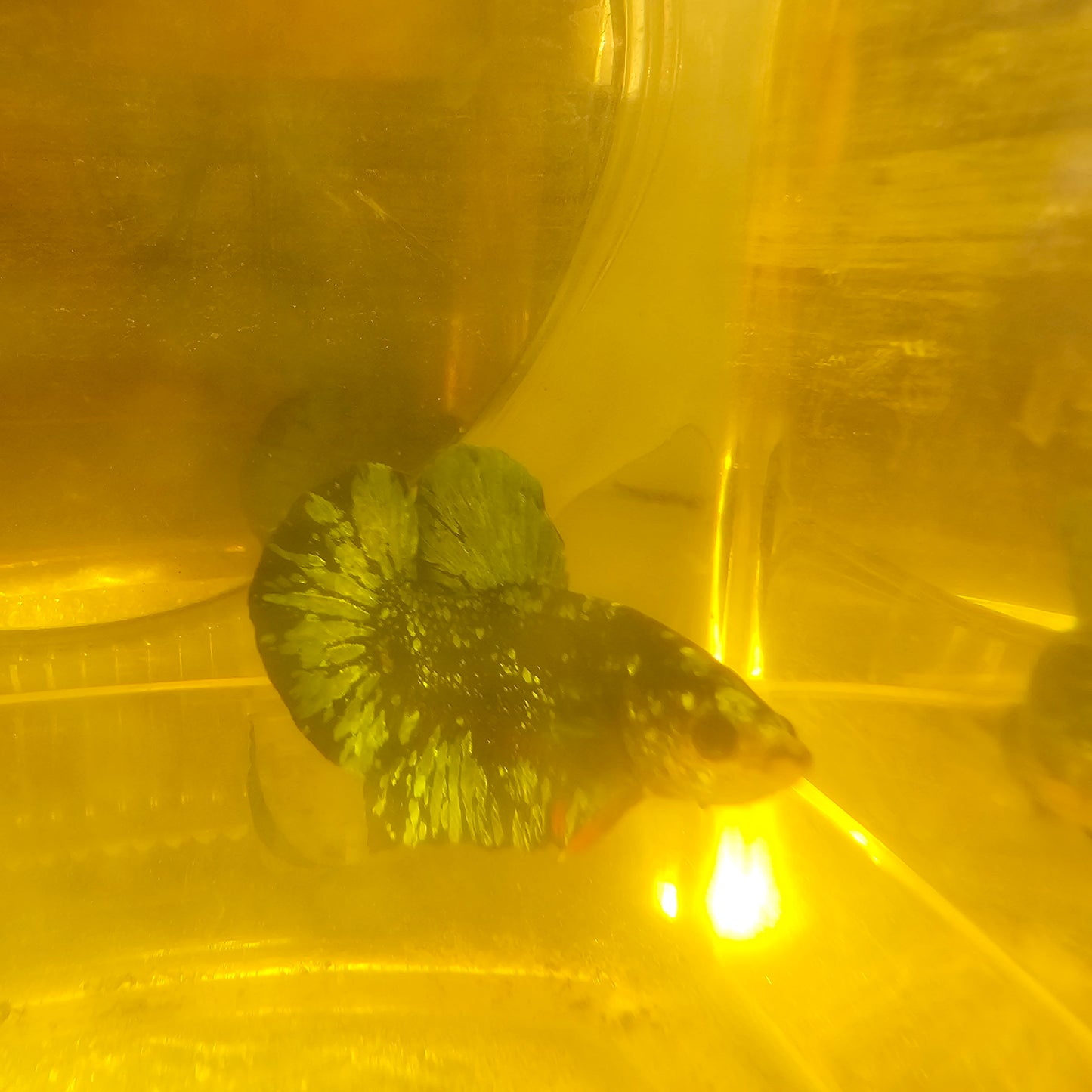 AVATAR COPPER PK/金属暗黑碎星251070