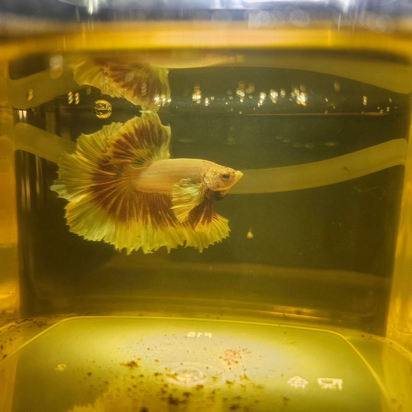 Purple White Rosetail Dumbo Halfmoon Betta 2605A49