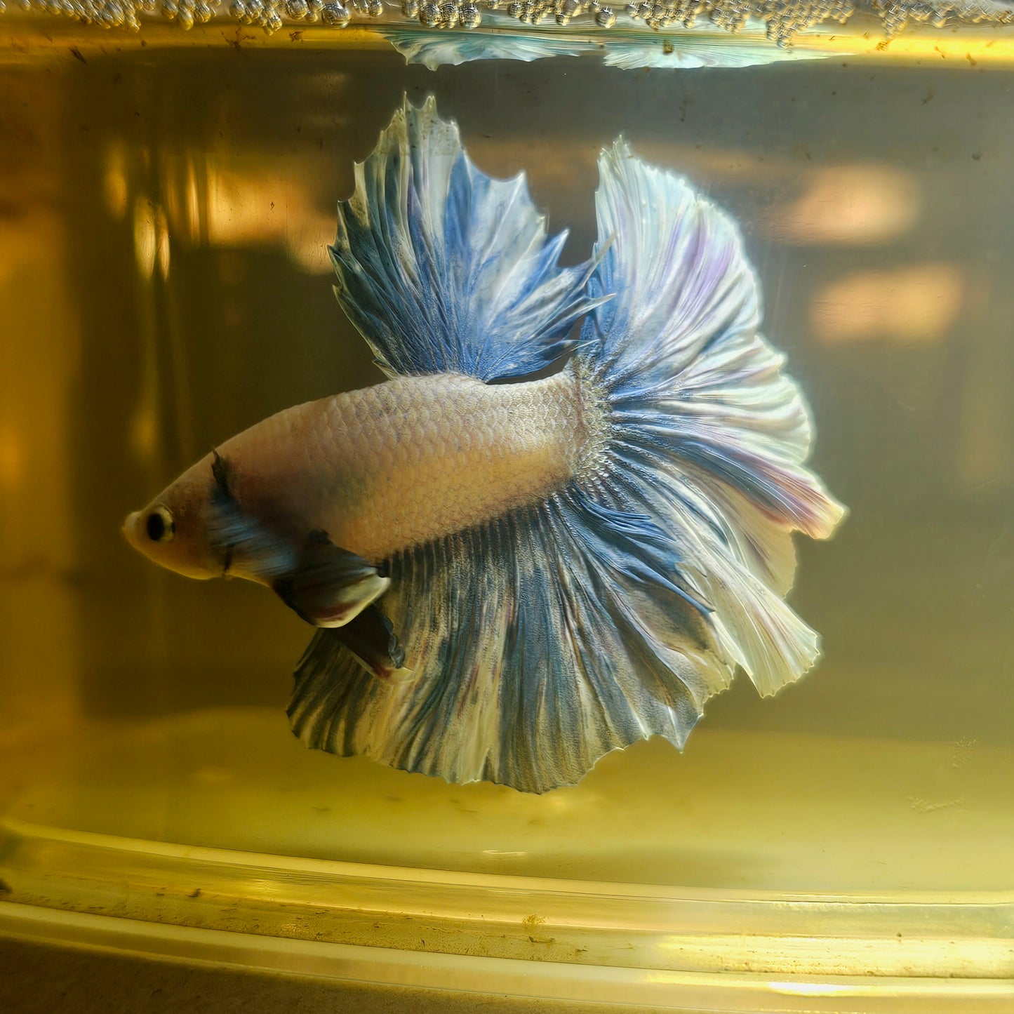Light Color Dumbo Rosetail Halfmoon Betta 2605A13