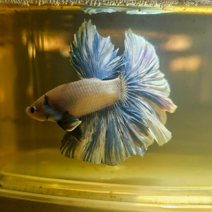 Light Color Dumbo Rosetail Halfmoon Betta 2605A13