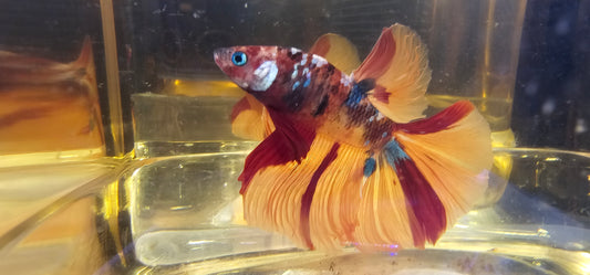 CANDY HALFMOON 0609