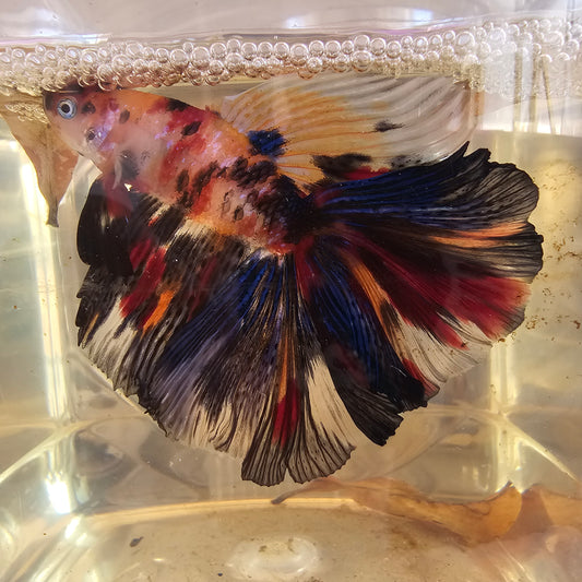 Nemo candy Halfmoon (L OHM)250719