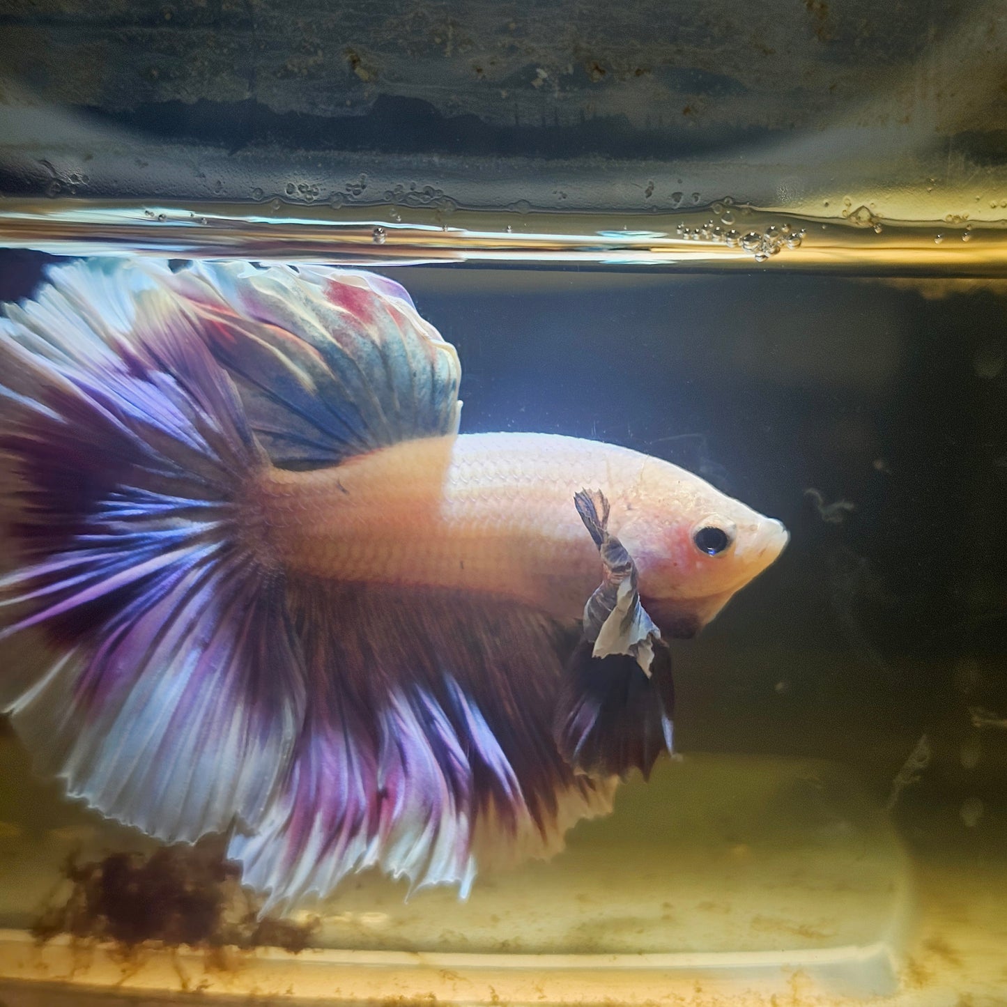 Purple White Rosetail Dumbo Halfmoon Betta 2605B60