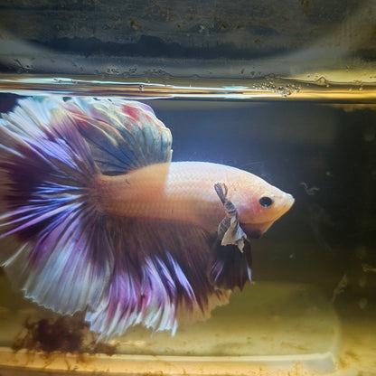 Purple White Rosetail Dumbo Halfmoon Betta 2605B60