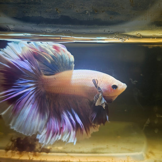 Purple White Rosetail Dumbo Halfmoon Betta 2605B60