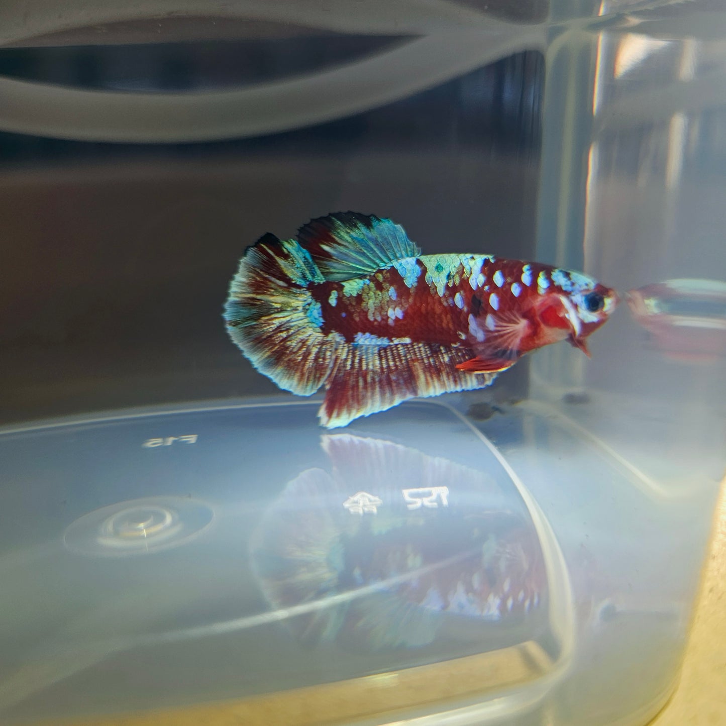 BARONGSAI BETTA 260482