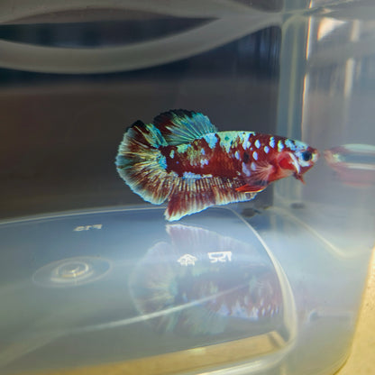 BARONGSAI BETTA 260482