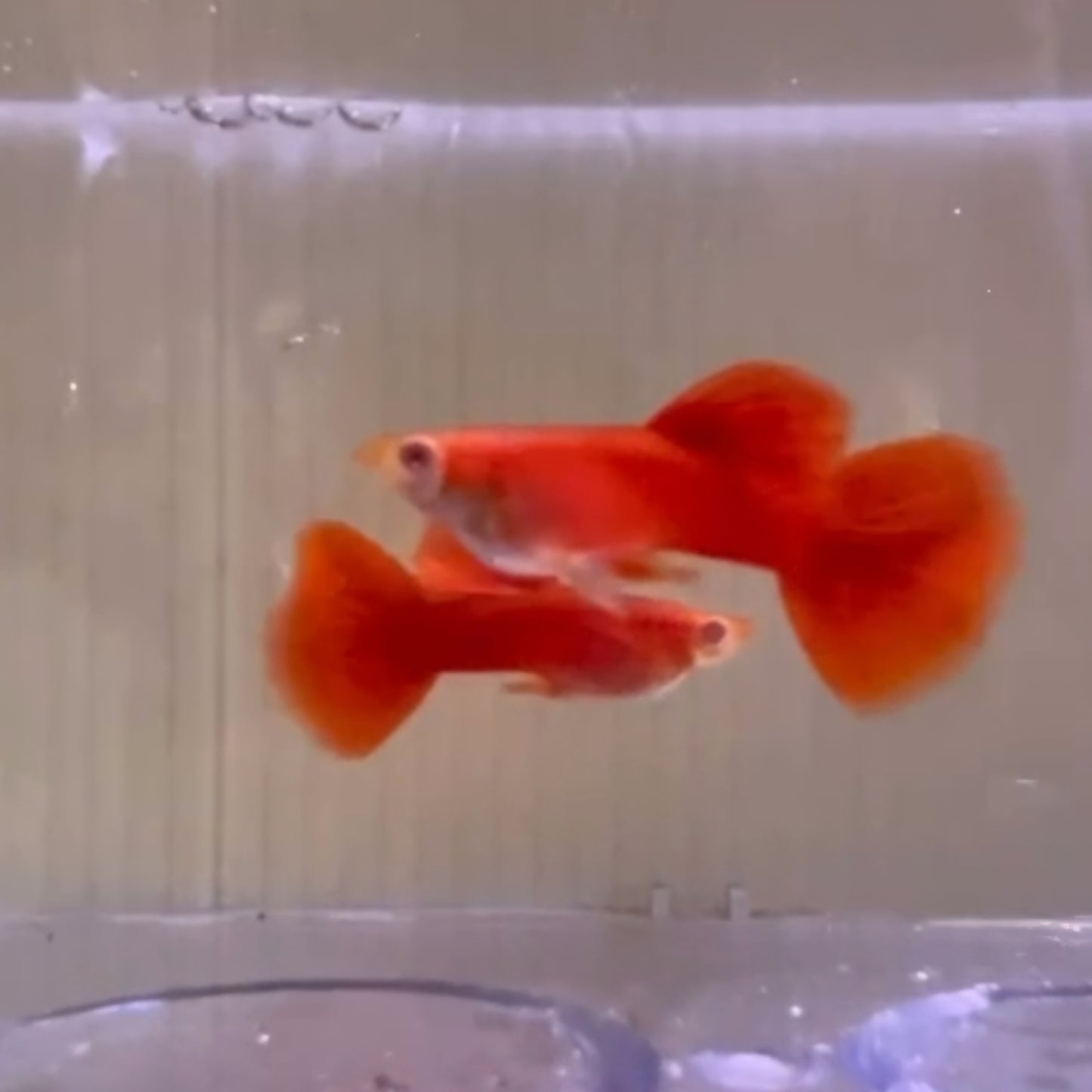 FULL RED ALBINO GUPPY (BIG DORSAL FIN)/粗体大背全红白子孔雀