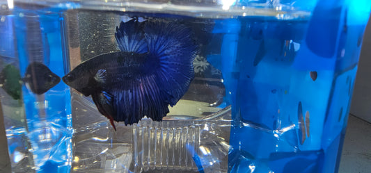 SUPER FULL BLUE HM (M)250934