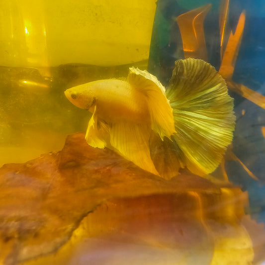 GRIGIO CHIARO SUPER DUMBO HALFMOON/浅灰色超级大耳半月251021