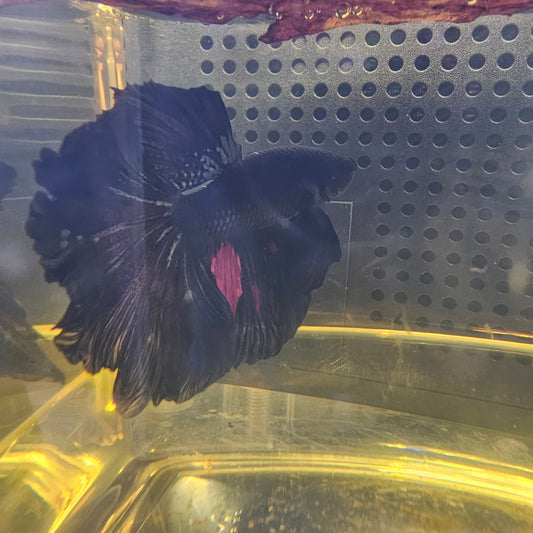 BLACK RED AVATAR HALFMOON (OHM) 0655