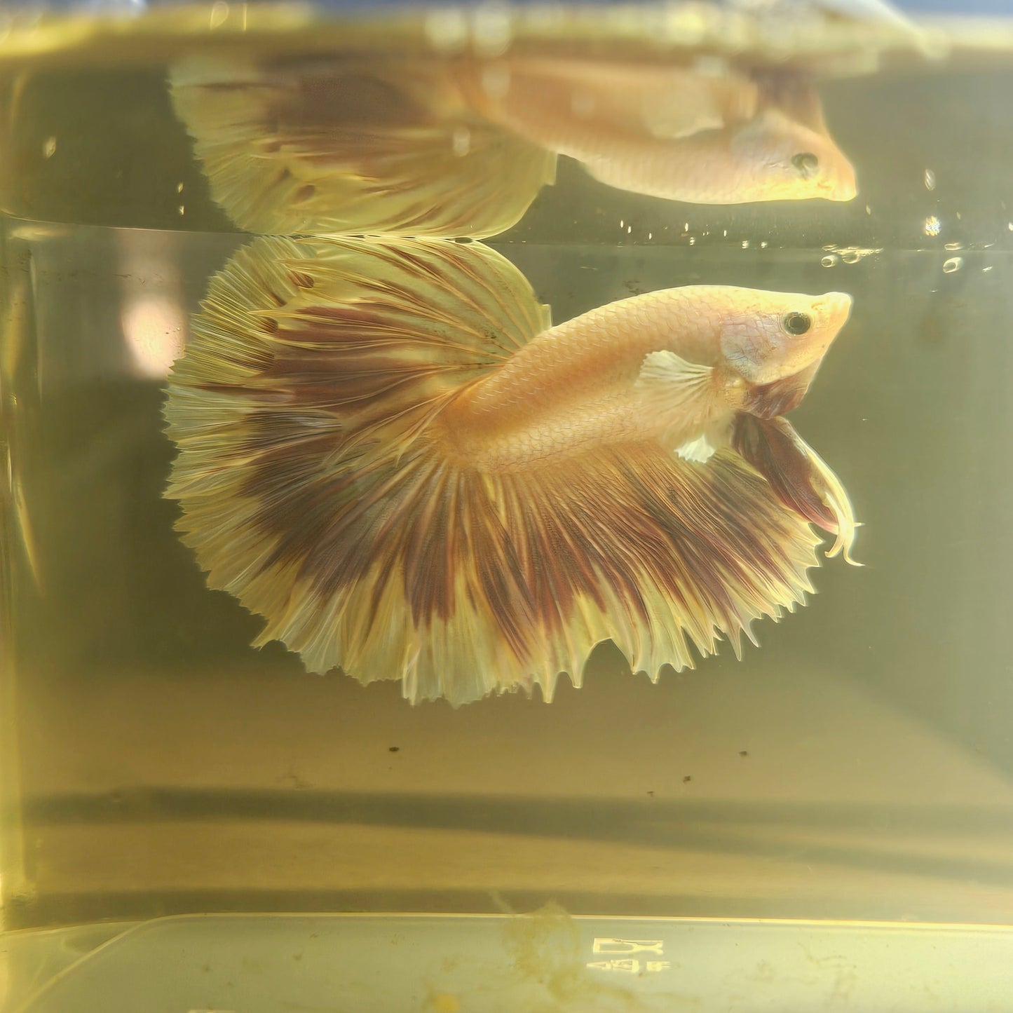 Purple White Rosetail Dumbo Halfmoon Betta(OHM)2605A14