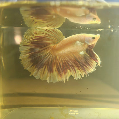 Purple White Rosetail Dumbo Halfmoon Betta(OHM)2605A14