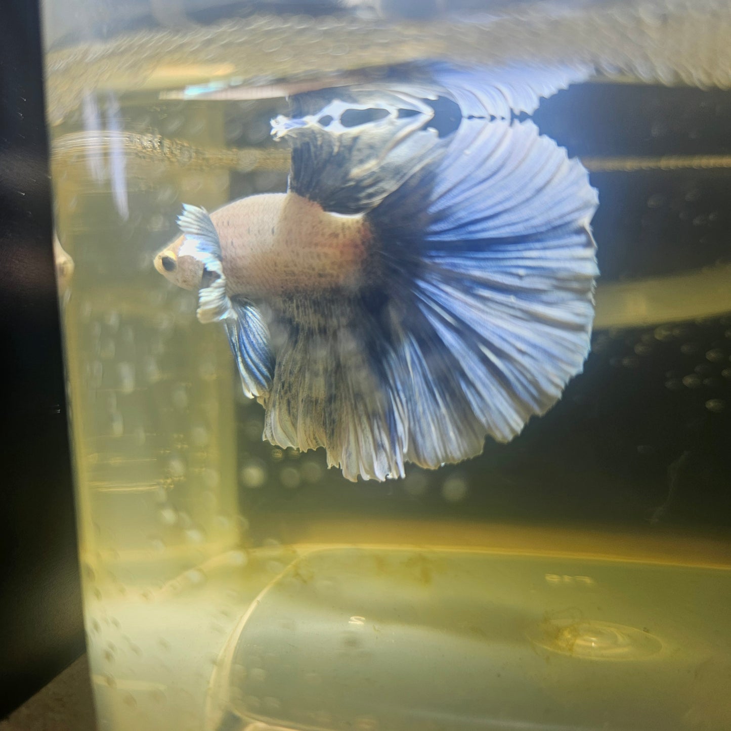 Light Color Dumbo Rosetail Halfmoon Betta 2605A03