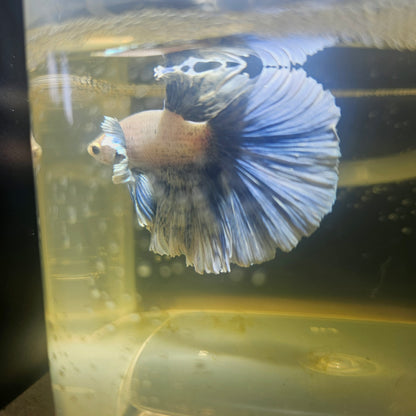 Light Color Dumbo Rosetail Halfmoon Betta 2605A03
