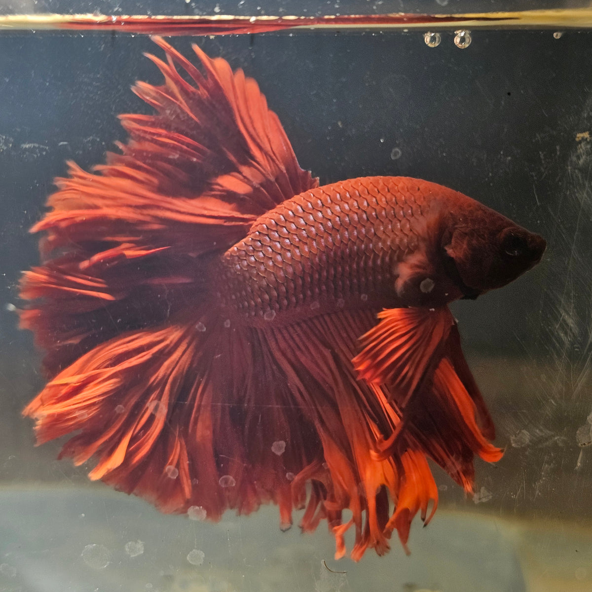 SOLID COLOR SPECIAL TAIL HALFMOON BETTA 260906 premium Betta Fish